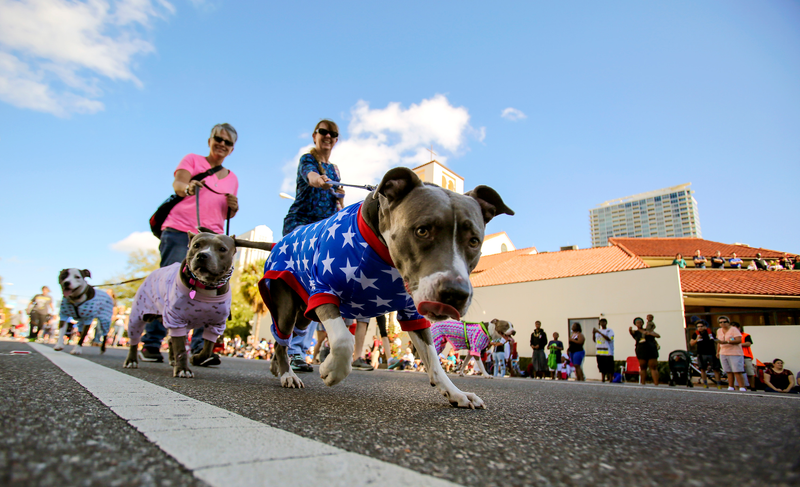 Pitbulls have very thin hair and often get cold, so they wear pajamas. (Photo: Orlando Sentinel/Getty Images)